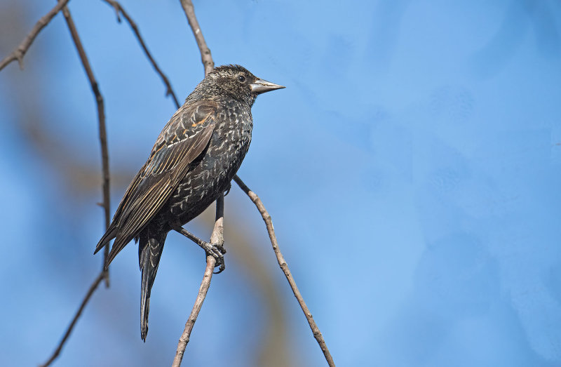 Red-winged Blackbird - Adult female