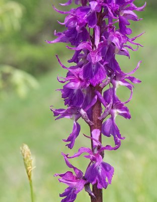 Orchide maschia: Orchis mascula