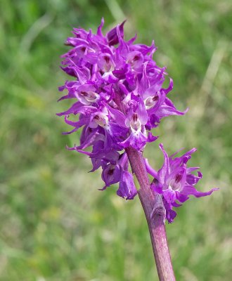 Orchide maschia: Orchis mascula