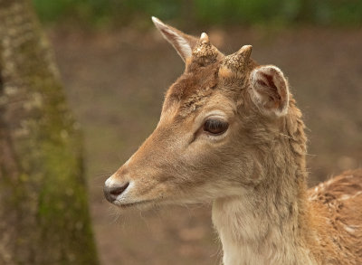 Daino: Dama dama. E.: Fallow Deer