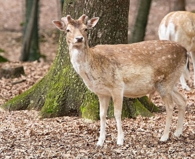 Daino: Dama dama. E.: Fallow Deer