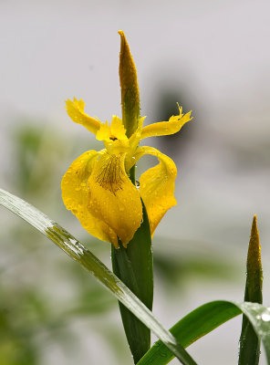 Iris pseudacorus L. var. pallidiflora Sims 