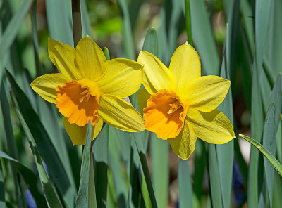 Narciso ciclamino: Narcissus cyclamineus 