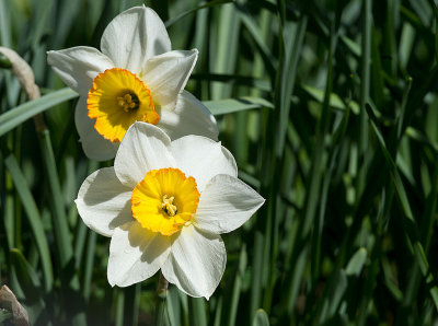 Narciso giunchiglia: Narcissus jonquilla