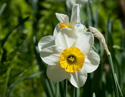 Narciso giunchiglia: Narcissus jonquilla 