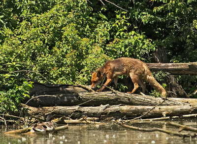 Volpe: Vulpes vulpes. En.: European Red Fox