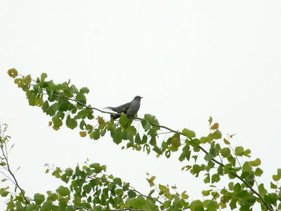 Common Cuckoo