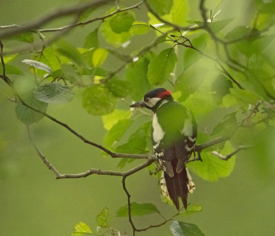 Picchio roso mezzano: Dendrocopos medius. En.:  Middle Spotted Woodpecker