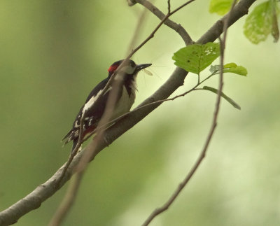 Picchio roso mezzano: Dendrocopos medius. En.:  Middle Spotted Woodpecker