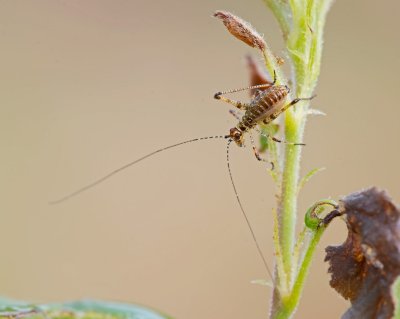 Tettigonia vividissima ( probabile ninfa della...)