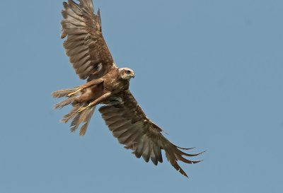 Falco di palude: Circus aeriginosus. En.: Marsh Harrier