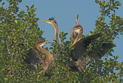 Airone rosso: Ardea purpurea. En.: Purple Heron