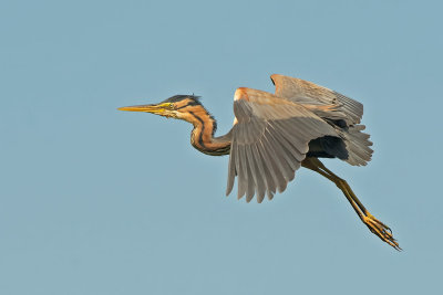 Airone rosso: Ardea purpurea. En.: Purple Heron