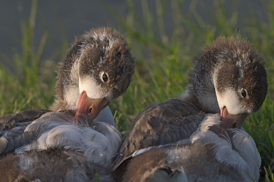 Volpoca: Tadorna tadorna. En.:Shelduck