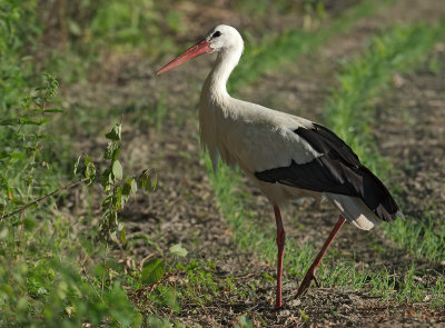 Cicogna bianca: Ciconia ciconia. En.: White Stork