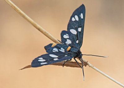 Amata phegea. En.: Nine-spotted Moth