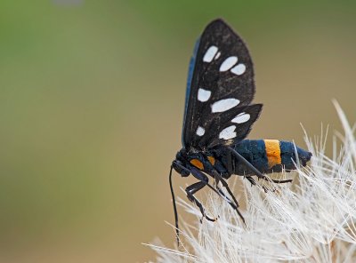 Amata phegea. En.: Nine-spotted Moth