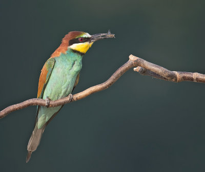 Gruccione: Merops apiaster. En.: European Bee-eater