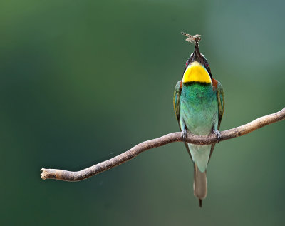 Gruccione: Merops apiaster. En.: European Bee-eater