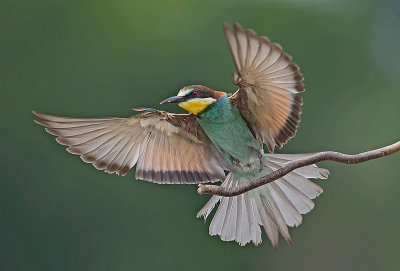 Gruccione: Merops apiaster. En.: European Bee-eater