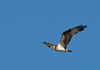 Falco pescatore: Pandion haliaetus carolinensis. En.: Osprey