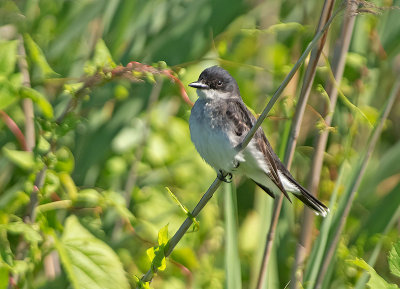 Tiranno orientale: Tyrannus tyrannus. En.: Eastern Kingbird