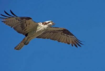 Falco pescatore: Pandion haliaetus carolinensis. En.: Osprey