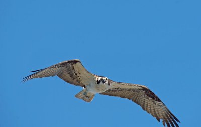 Falco pescatore: Pandion haliaetus carolinensis. En.: Osprey