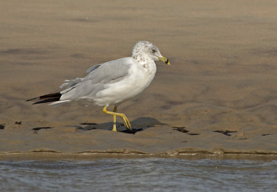 Gabbiano di Delaware: Larus delawarensis. En.: Ring-billed Gull -2nd winter-