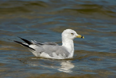 Gabbiano di Delaware: Larus delawarensis. En.: Ring-billed Gull -adult summer-
