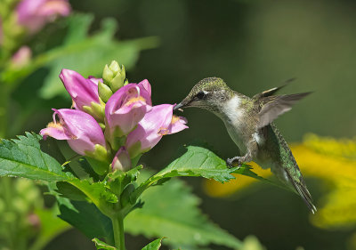 Colibrì golarubino: Archilocus colubris. En.: Ruby-throated Hummingbird