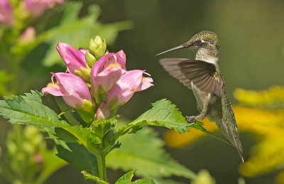 Colibrì golarubino: Archilocus colubris. En.: Ruby-throated Hummingbird