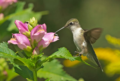 Colibrì golarubino: Archilocus colubris. En.: Ruby-throated Hummingbird