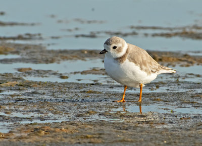 Corriere canoro: Charadrius melodus. En.: Piping Plover
