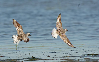 Pivieressa: Pluvialis squatarola. En.: Bleck-bellied Plover (Grey Plover)