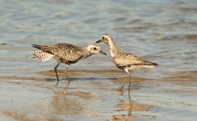 Pivieressa: Pluvialis squatarola. En.: Black-bellied Plover (Grey Plover)