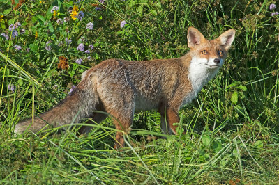 Volpe: Vulpes vulpes. En.: European Red Fox