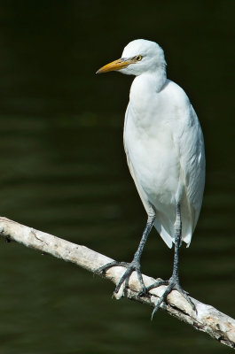 Airone guardabuoi: Bubulcus ibis. En.: Western Cattle Egret