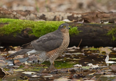 Sparviere: Accipiter nisus nisus. En.: Eurasian Sparrowhawk