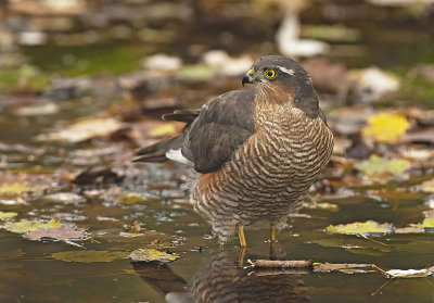 Sparviere: Accipiter nisus nisus. En.: Eurasian Sparrowhawk