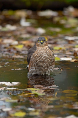 Sparviere: Accipiter nisus nisus. En.: Eurasian Sparrowhawk