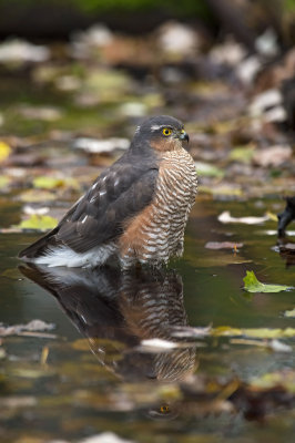 Sparviere: Accipiter nisus nisus. En.: Eurasian Sparrowhawk