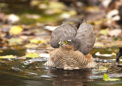 Sparviere: Accipiter nisus nisus. En.: Eurasian Sparrowhawk