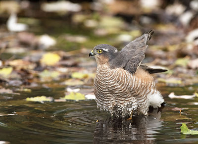 Sparviere: Accipiter nisus nisus. En.: Eurasian Sparrowhawk