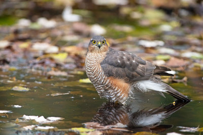 Sparviere: Accipiter nisus nisus. En.: Eurasian Sparrowhawk