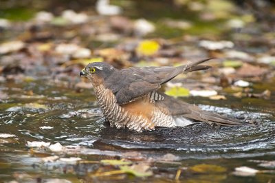 Sparviere: Accipiter nisus nisus. En.: Eurasian Sparrowhawk