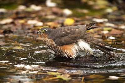 Sparviere: Accipiter nisus nisus. En.: Eurasian Sparrowhawk