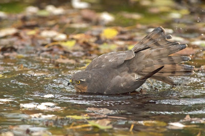 Sparviere: Accipiter nisus nisus. En.: Eurasian Sparrowhawk