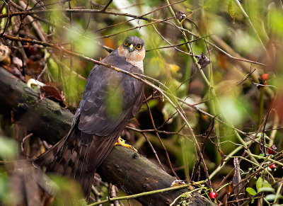 Sparviere: Accipiter nisus nisus. En.: Eurasian Sparrowhawk