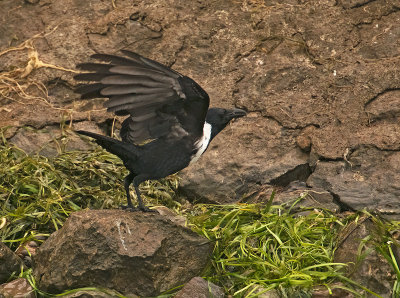 Corvo dal collare: Corvus pectoralis. En.: Collared Crow